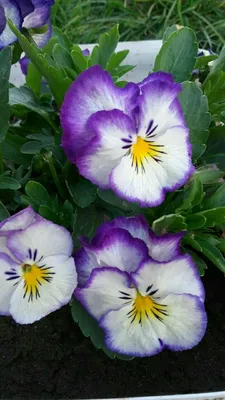 Pin by Фиалка Крыма Violet of Crimea on Viola#виола садовая | Pansies  flowers, Pansies, Flowers