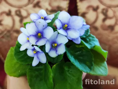 Everything Violets - Streptocarpus 'DS - Ja'i Ose' | Facebook