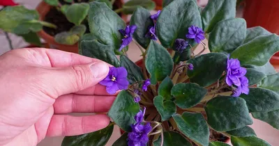 Lavanda Linda