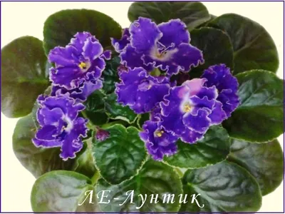 Фиалка ЛЕ-Лунтик купить