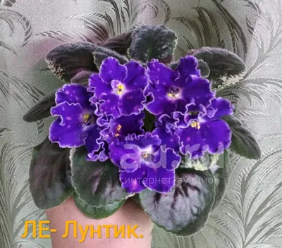 Фиалка ЛЕ-Лунтик - лист. — купить в Красноярске. Горшечные растения и  комнатные цветы на интернет-аукционе Au.ru