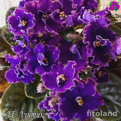 Фиалка ЛЕ-Лунтик