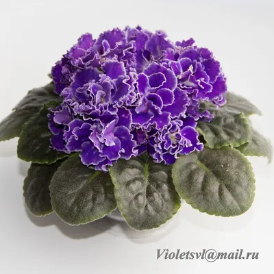 ЛЕ Лунтик | African violets, Flowers, African
