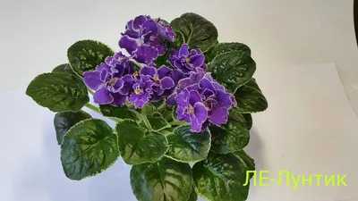 ЛЕ-Жизель.ЛЕ-Лунтик.ЛЕ-Последнее Дыхание Зимы.ЛЕ-Снегурочка.ЛЕ-Тигра -  YouTube