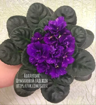Фиалка ЛЕ-Лунтик – Фиалки и глоксинии Надежды Шумиловой