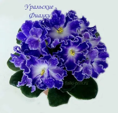 Украинская Селекция