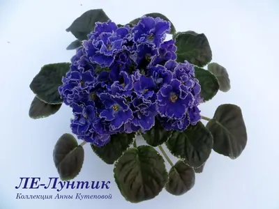 Фиалка ЛЕ-Лунтик