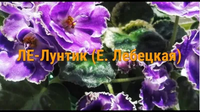 Фиалка DS-Изюм (Е.Еникеева)