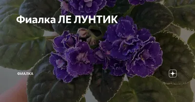 ЛЕ-Лунтик (Е.Лебецкая) • Фиалочный Островок. Форум цветоводов и фиалководов