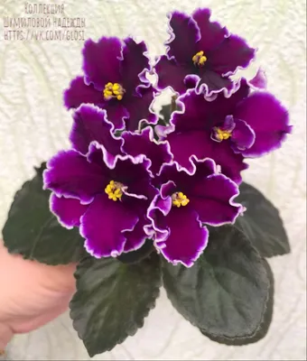 Летние Сумерки (ID#325417868), цена: 50 ₴, купить на Prom.ua