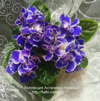 Virtual Violet :: Просмотр темы - ЛЕ-Лунтик (Е.Лебецкая)