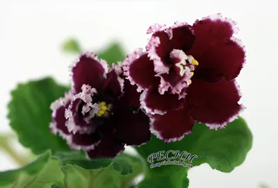 Красная фиалка \"Маджента\" | Цветы во дворе, Красивые цветы, Сенполия