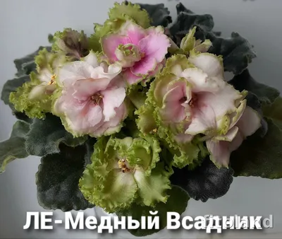 Фиалка Медный Всадник детка – купить в Москве, цена 100 руб., продано 25  июня 2017 – Растения и семена