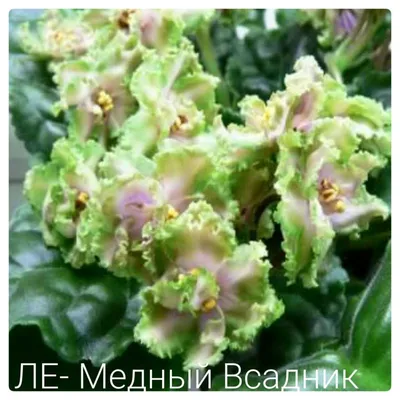 Фіалка (сенполія) ЛЕ - Медный Всадник (ID#577037659), цена: 50 ₴, купить на  Prom.ua