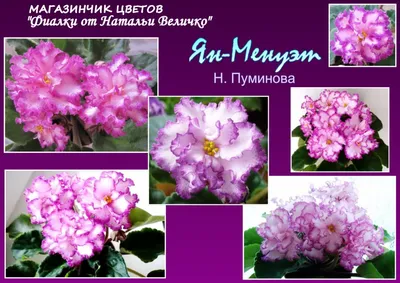 Фиалка Ян-Менуэт