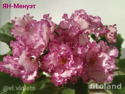 Сенполии Ян-Менуэт