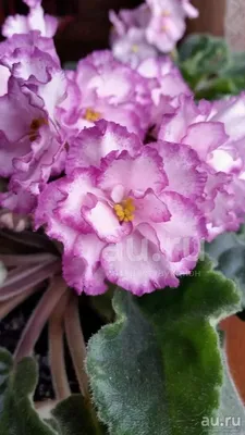 Центр Фиалки - Фиалка Ян-Менуэт (Н. Пуминова)  #VDNH#flowers#ВДНХ#цветы#ЦентрФиалки#CentrFialki#violet#senpolia #фиалки # фиалка  #узумбарскаяфиалка#стрептокарпус#streptocarpus#сортовыефиалки#орхидея#orchid#orchids#розы#укрывнойматериал  #Roses#хойя#hoya ...