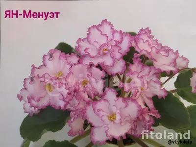 Ян-Менуэт - Страница 8 - Форум цветоводов Фрау Флора