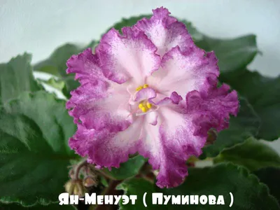 Фиалка АВ-Земляника. Узамбарская фиалка