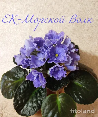 EK-Morskoi Volk (E. Korshunova). ЕК-Морской Волк. Large (7cm), double,  wavy, bright- blue stars. Green leaves. | Toronto Violets. Buy/for sale.