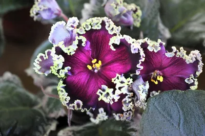 Фиалки крупноцветковые (диаметр цветка 7-9 см) - FloraPiter.Ru  коллекционные ФИАЛКИ из Санкт-Петербурга