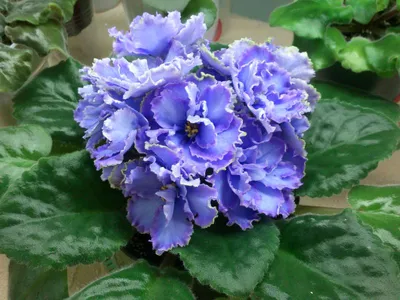 ЕК-Небесная Лазурь (Е.В. Коршунова) Крупные полумахровые небесно-голубые  звёзды с пурпурной каймой и салат… | African violets, African violets  plants, Violet plant