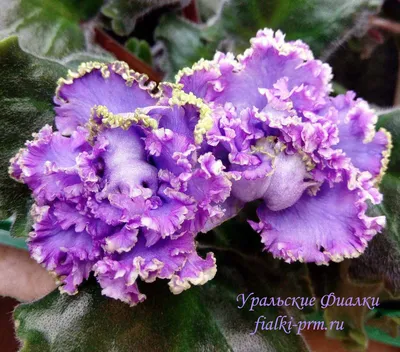 EK-Nebesnaja Lazur / ЕК-Небесная Лазурь. Large double violet-blue ruffled  star with a purple outer band and a light green edge. Medium green quilted.  Standard. | Toronto Violets. Buy/for sale.