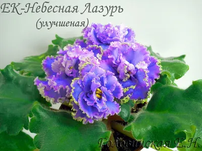 Валерия - Красивейшая фиалка ЛЕ-Лунная Мелодия 💞🎇 цветы... | Facebook