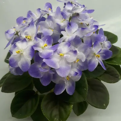 Синенький скромный цветочек\" - Фиалки на Алтае