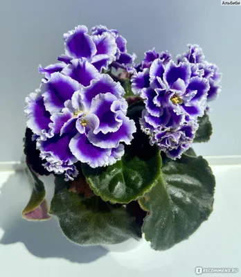 Pin by anna on Фиалки | African violets plants, African violets, Violet  plant