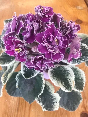 ЛЕ Оксана | African violets plants, African violets, Violet plant