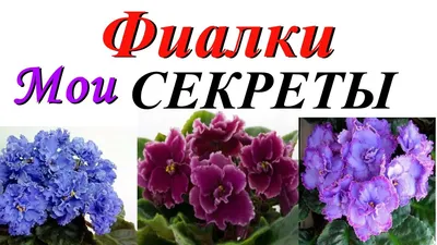 Фиалка рогатая из семян | Оксана Старцева | Дзен