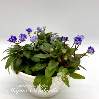 ЛЕ-Букетик Оригами (Е. Лебецкая) - VIOLETVIOL PLANTS COLLECTION