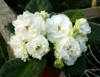 Live House Plant Frilled Ruffled Bloom Harmonys African Violet RS Forest  Lace Garden 4 Flower Potted Gift - Etsy
