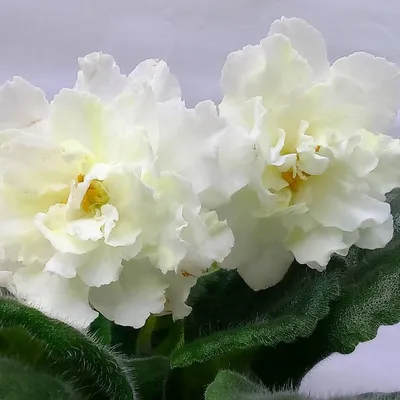 ФИАЛКИ🌼🌺🌸Бишкек, Кыргызстан on Instagram: “ЛЕ-Оскар, супер крупный и  супер желтый цветок #фиалки #фиалкивбишкек… | Violet plant, African  violets, Special flowers
