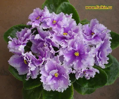 Фиалка снег и небо (Большое количество фото!) - treepics.ru
