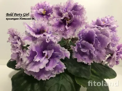 Partly Cloudy (Патли Клaуди), G. Boone | Fialki.ru