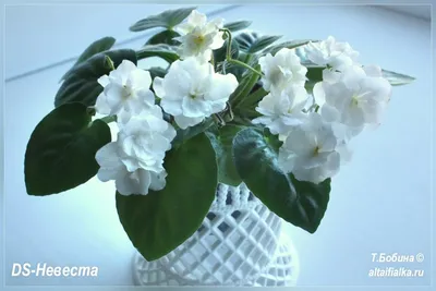 Сенполия (Узамбарская фиалка) / Saintpaulia - «Фиалки - мой антистресс.  Прогулка по выставке фиалок)Фото моей коллекции.Советы по выращиванию.И  горстка дичи от продавцов посадочного материала!» | отзывы