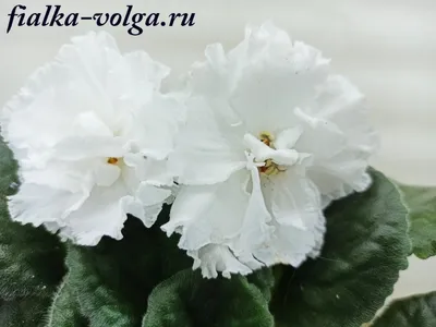 Фиалка снег и небо (Большое количество фото!) - treepics.ru