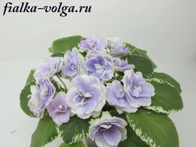 Экстракт фиалки трёхцветной | Вивасан