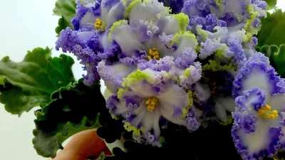 Фиалка Partly Cloudy. Фиалки в Санкт-Петербурге. Флора СПб. - YouTube