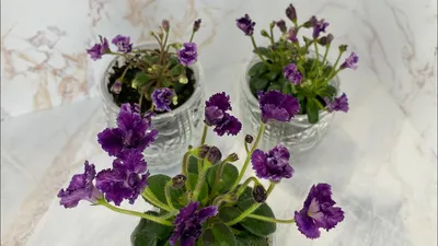Фиалка снег и небо (Большое количество фото!) - treepics.ru