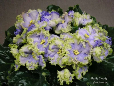 Virtual Violet :: Просмотр темы - Partly Cloudy (G.Boone)