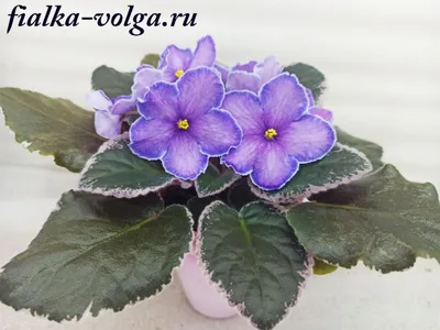 Фиалка снег и небо (Большое количество фото!) - treepics.ru