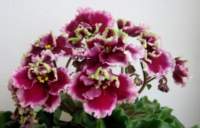 Духи женские № 376 FUNNY SHAIK 94831105 купить за 203 600 сум в  интернет-магазине Wildberries