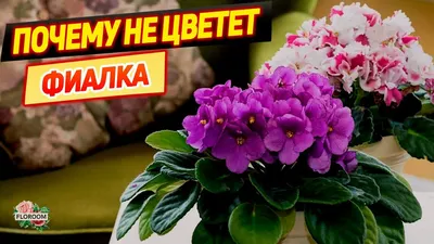 Фиалка ЕК-Дикая орхидея - YouTube
