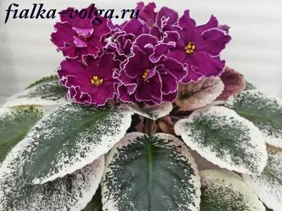 Главная | Стандарты (Отечественные) | Лебецкая | ЛЕ-Полина Виардо | Сайт  Светланы Самохиной: фиалки, стрептокарпусы, эписции