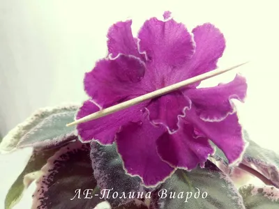 Фиалка ЛЕ-Полина Виардо купить в Иркутске