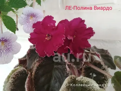 Фиалка ЛЕ-Полина Виардо, розетка — купить в Красноярске. Горшечные растения  и комнатные цветы на интернет-аукционе Au.ru