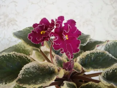 Фиалка Ле-Полина Виардо: 5 грн. - Кімнатні рослини Кривий Ріг на Olx